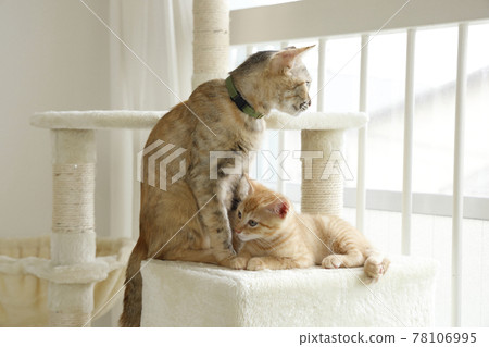 Everyday scenery of cat parents and children 78106995