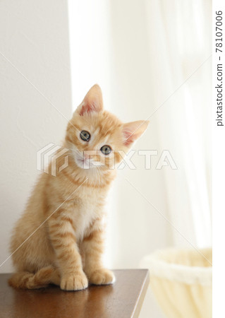 Everyday scenery of cat parents and children Everyday scenery of cat parents and children 78107006