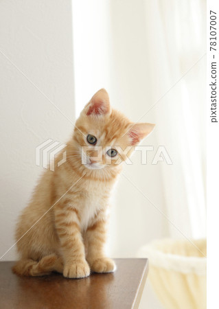 Everyday scenery of cat parents and children Everyday scenery of cat parents and children 78107007