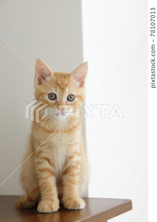 Everyday scenery of cat parents and children Everyday scenery of cat parents and children 78107013