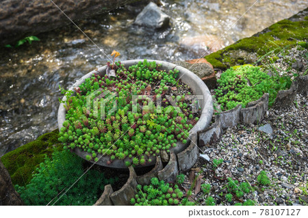 Succulents along the stream Succulents along the stream 78107127