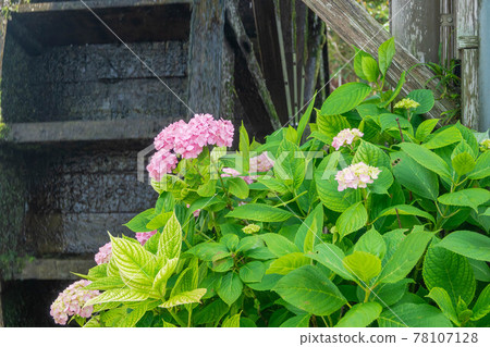 Pink hydrangea and water wheel Pink hydrangea and water wheel 78107128