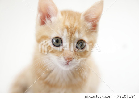 Everyday scenery of cat parents and children 78107184