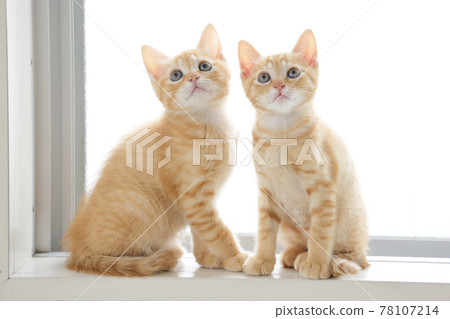 貓父母和孩子的日常風景 貓父母和孩子的日常風景 78107214