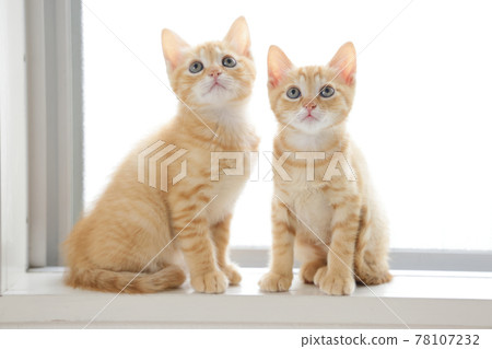 Everyday scenery of cat parents and children 78107232