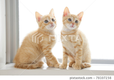 Everyday scenery of cat parents and children Everyday scenery of cat parents and children 78107238