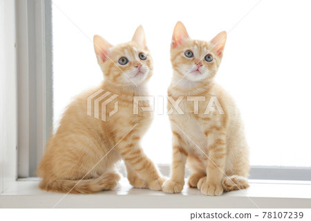 Everyday scenery of cat parents and children Everyday scenery of cat parents and children 78107239