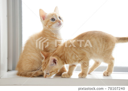 Everyday scenery of cat parents and children Everyday scenery of cat parents and children 78107240
