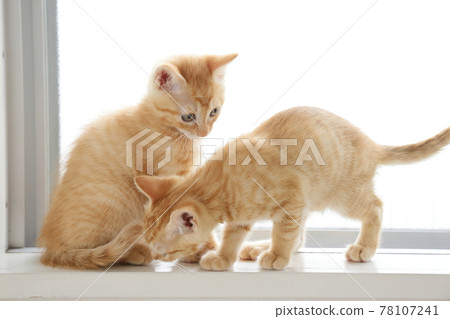 Everyday scenery of cat parents and children Everyday scenery of cat parents and children 78107241