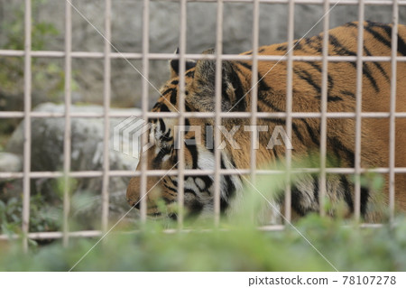 Omuta City Zoo Tora, 78107278