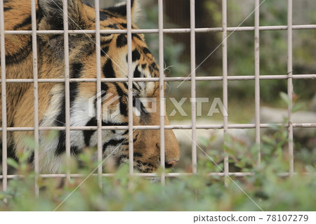 大牟田市動物園虎, 大牟田市動物園虎, 78107279