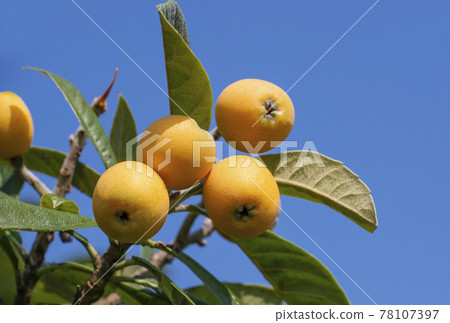 Loquat fruit loquat tree fruit tree 78107397