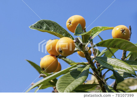 Loquat fruit loquat tree fruit tree 78107399