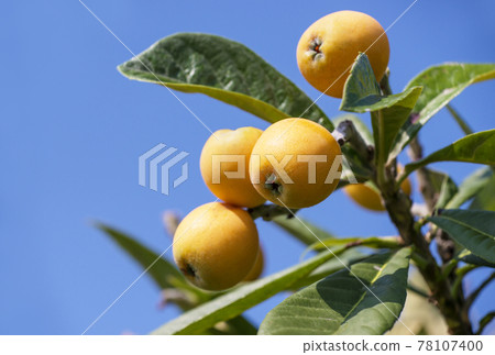Loquat fruit loquat tree fruit tree 78107400