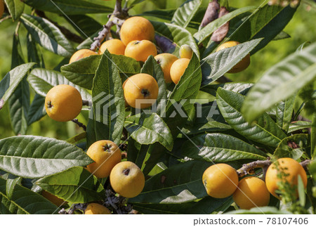 Loquat fruit loquat tree fruit tree 78107406