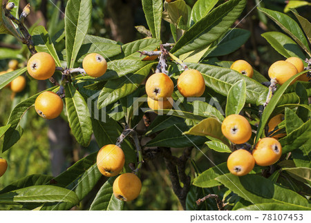 Loquat fruit loquat tree fruit tree 78107453