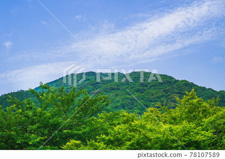 Fresh green cherry blossoms and maple trees 78107589