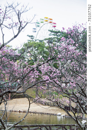 Okazaki Minami Park Umebayashi and Ferris wheel 78107762