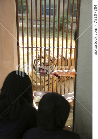 Omuta City Zoo Tora, Omuta City Zoo Tora, 78107884