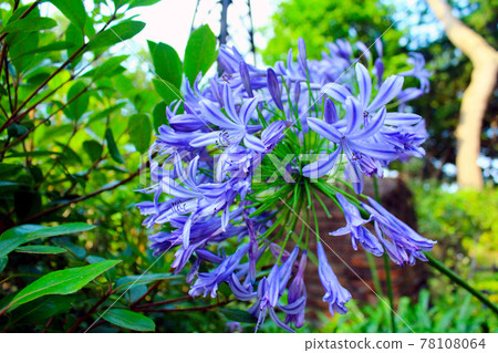 大花百子花 78108064