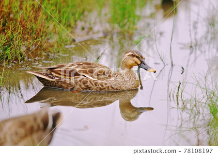 Waterfowl resting place Waterfowl resting place 78108197
