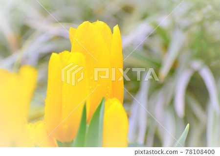 Tulip field 78108400