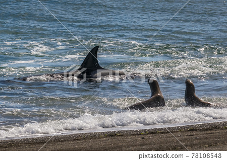 Killer whale hunting sea lions,Peninsula Valdes, Patagonia Argentina Killer whale hunting sea lions,Peninsula Valdes, Patagonia Argentina 78108548