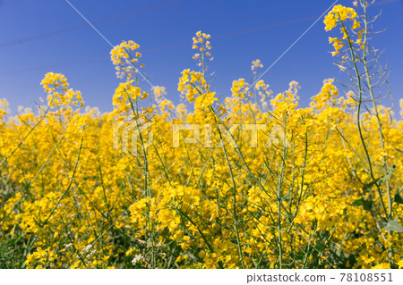 Yellow oilseed rape field at sunny day, landscape in Poland 78108551