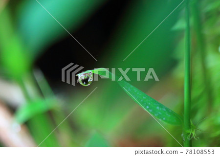 葉子上的芽 78108553