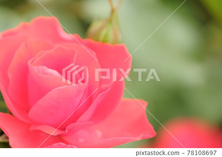 [Kato City, Hyogo Prefecture] Pink roses 78108697