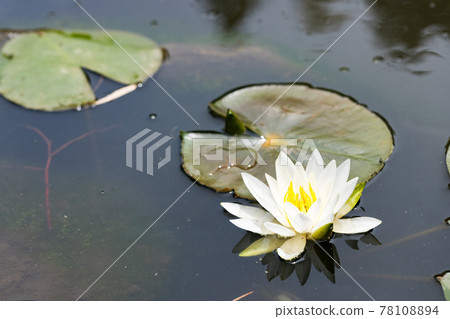 所澤市埼玉航空紀念公園日本花園睡蓮 所澤市埼玉航空紀念公園日本花園睡蓮 78108894