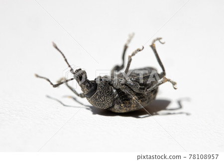 The ground beetle - cychrus caraboides is turned on his back with legs up on a white board. The ground beetle - cychrus caraboides is turned on his back with legs up on a white board. 78108957