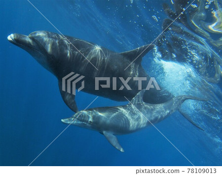 三ik島海豚游泳 三ik島海豚游泳 78109013