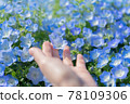 Reach for Nemophila 78109306