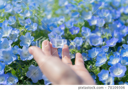 到達 Nemophila 78109306