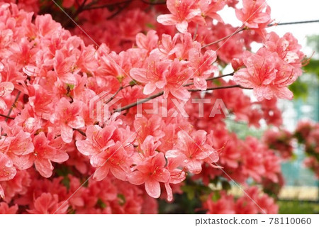 森町青葉岡公園的杜鵑花被雨淋濕 78110060