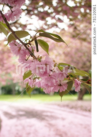 盛開在森町鬼牛公園的關山和櫻花地毯 78110061