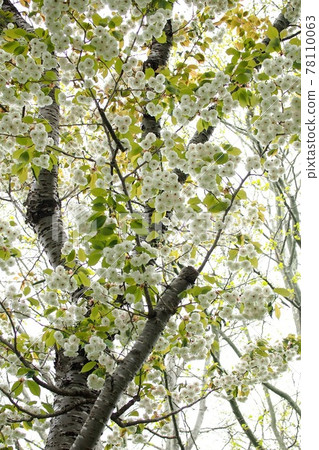 Cherry blossoms blooming in Morimachi Oniushi Park, Oniushi Crystal 78110063