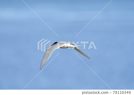Sandwich Tern in flight, Patagonia Argentina. 78110349