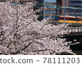 Sakuranosaki公園 78111203