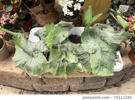 Elkhorn fern or common staghorn fern (Latin - Platycerium bifurcatum) Elkhorn fern or common staghorn fern (Latin - Platycerium bifurcatum) 78111288