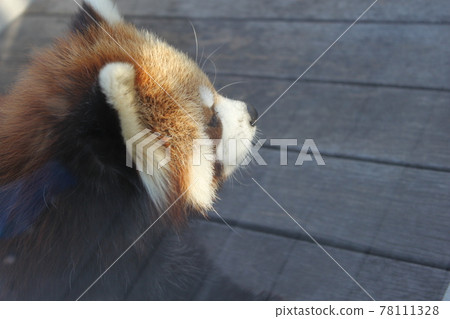 小熊貓看向別處 小熊貓看向別處 78111328