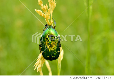 View of the Bronzovka beetle sitting on the grass. 78111377