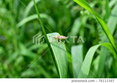 Green stink beetle sits on a leaf of grass. Green stink beetle sits on a leaf of grass. 78111387