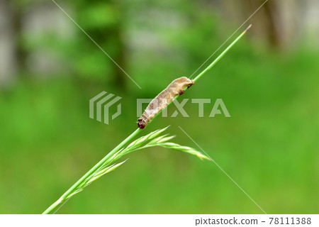 The caterpillar crawls along the stalk of the grass. 78111388