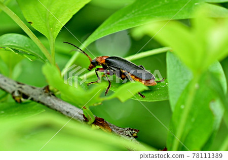 A soft beetle with a large mustache hid in the grass. A soft beetle with a large mustache hid in the grass. 78111389