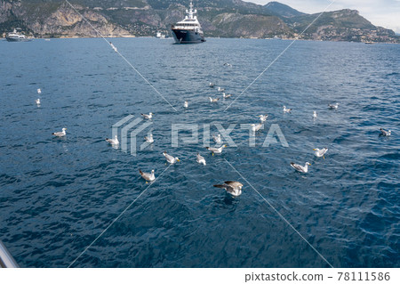 Seagulls fighting for bread pieces being thrown into the sea. Flock of seagulls flying over on the seashore, close up photo of the seagull. 78111586