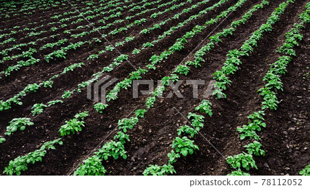 Potato farm with rows of green potato plants 78112052