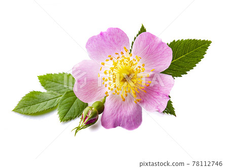 Blooming wild rose bush Blooming wild rose bush 78112746