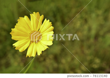 黃花,金雞菊 黃花,金雞菊 78113140